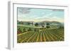 View of the Giersberg Vineyard - Napa, CA-Lantern Press-Framed Art Print