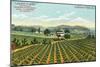 View of the Giersberg Vineyard - Napa, CA-Lantern Press-Mounted Art Print