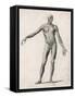 View of the Muscles in the Human Body-null-Framed Stretched Canvas