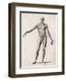 View of the Muscles in the Human Body-null-Framed Art Print