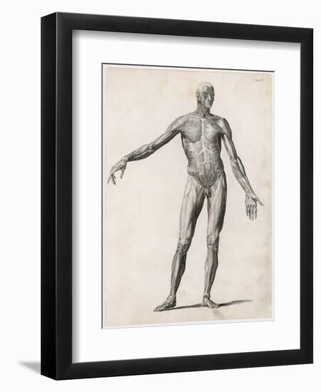 View of the Muscles in the Human Body-null-Framed Art Print