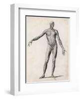 View of the Muscles in the Human Body-null-Framed Art Print