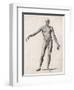 View of the Muscles in the Human Body-null-Framed Art Print