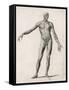 View of the Muscles in the Human Body-null-Framed Stretched Canvas