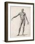 View of the Muscles in the Human Body-null-Framed Art Print