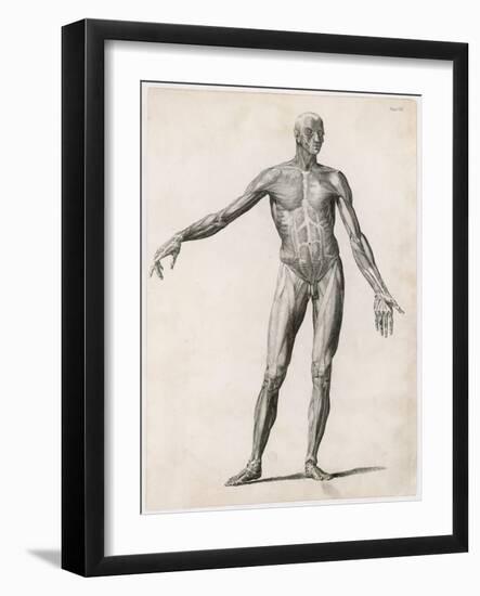 View of the Muscles in the Human Body-null-Framed Art Print