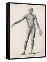 View of the Muscles in the Human Body-null-Framed Stretched Canvas