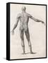 View of the Muscles in the Human Body-null-Framed Stretched Canvas