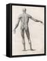 View of the Muscles in the Human Body-null-Framed Stretched Canvas