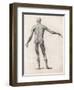 View of the Muscles in the Human Body-null-Framed Art Print