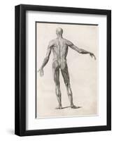 View of the Muscles in the Human Body-null-Framed Art Print