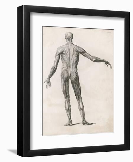 View of the Muscles in the Human Body-null-Framed Art Print