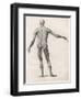 View of the Muscles in the Human Body-null-Framed Art Print
