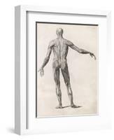 View of the Muscles in the Human Body-null-Framed Art Print