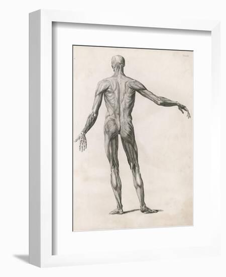 View of the Muscles in the Human Body-null-Framed Art Print