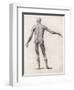 View of the Muscles in the Human Body-null-Framed Art Print