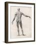 View of the Muscles in the Human Body-null-Framed Art Print