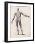 View of the Muscles in the Human Body-null-Framed Art Print