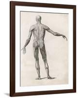 View of the Muscles in the Human Body-null-Framed Art Print