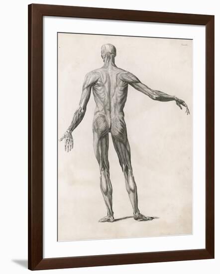 View of the Muscles in the Human Body-null-Framed Art Print