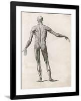 View of the Muscles in the Human Body-null-Framed Art Print