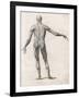 View of the Muscles in the Human Body-null-Framed Art Print