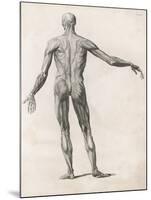 View of the Muscles in the Human Body-null-Mounted Art Print