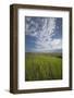 View of the Palouse from grassy hillside near Farmington, Washington State.-Alan Majchrowicz-Framed Photographic Print