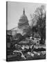 View of the Renovation of the New Capitol Building-null-Stretched Canvas