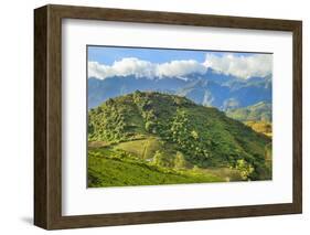 View of the rice fields and harvest, Sapa, Vietnam.-Michele Niles-Framed Photographic Print