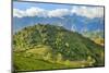View of the rice fields and harvest, Sapa, Vietnam.-Michele Niles-Mounted Photographic Print