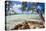 View of the Rum Point Jetty, Grand Cayman Island-George Oze-Stretched Canvas