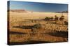 View of the Savanna. Africa. Namibia.-Lucas de Max-Stretched Canvas