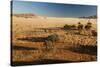 View of the Savanna. Africa. Namibia.-Lucas de Max-Stretched Canvas