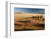 View of the Savanna. Africa. Namibia.-Lucas de Max-Framed Photographic Print