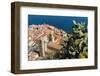 View of the Town with the Duomo (Cathedral) from the Rocca (Fortress)-Massimo Borchi-Framed Photographic Print