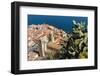 View of the Town with the Duomo (Cathedral) from the Rocca (Fortress)-Massimo Borchi-Framed Photographic Print