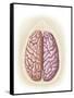 View of Top of Human Head Showing Hemispheres of the Human Brain-null-Framed Stretched Canvas