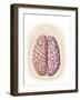 View of Top of Human Head Showing Hemispheres of the Human Brain-null-Framed Art Print