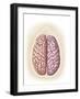 View of Top of Human Head Showing Hemispheres of the Human Brain-null-Framed Art Print