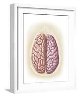 View of Top of Human Head Showing Hemispheres of the Human Brain-null-Framed Art Print