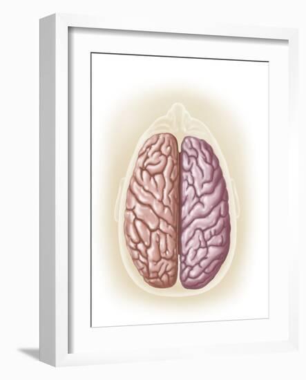 View of Top of Human Head Showing Hemispheres of the Human Brain-null-Framed Art Print