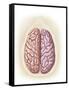 View of Top of Human Head Showing Hemispheres of the Human Brain-null-Framed Stretched Canvas