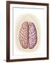 View of Top of Human Head Showing Hemispheres of the Human Brain-null-Framed Art Print