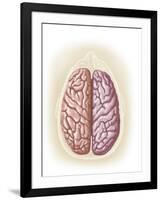 View of Top of Human Head Showing Hemispheres of the Human Brain-null-Framed Art Print