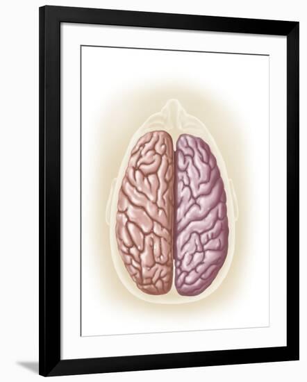 View of Top of Human Head Showing Hemispheres of the Human Brain-null-Framed Art Print