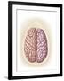 View of Top of Human Head Showing Hemispheres of the Human Brain-null-Framed Art Print