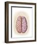 View of Top of Human Head Showing Hemispheres of the Human Brain-null-Framed Art Print