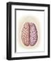 View of Top of Human Head Showing Hemispheres of the Human Brain-null-Framed Art Print