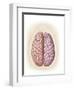 View of Top of Human Head Showing Hemispheres of the Human Brain-null-Framed Art Print